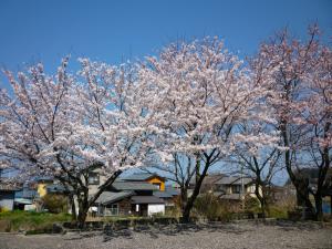 お花見会の日の桜の木