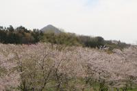 要害山と水辺の楽校桜