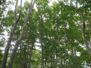 新保岳のブナ原生林