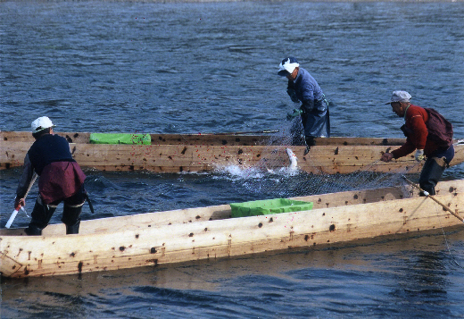 三面川の居繰網漁