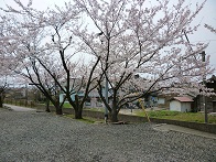 間島仲雲寺境内の桜
