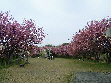 諸上寺公園の桜