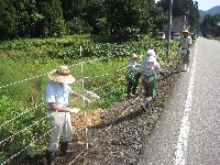 電気柵設置作業（北大平）