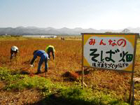 畑の刈取りの様子1