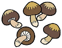 きのこの画像
