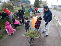 シバザクラの草取り