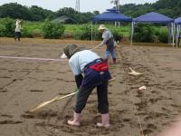 熊手で土をなじませます