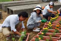 志田平花植え2