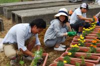 志田平花植え2