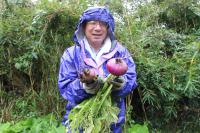 雨の中赤カブ収穫の様子