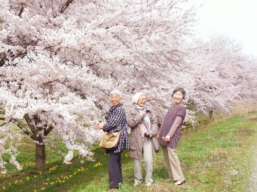 桜・笑顔・満開写真