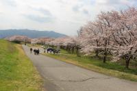 水辺の楽校桜鑑賞