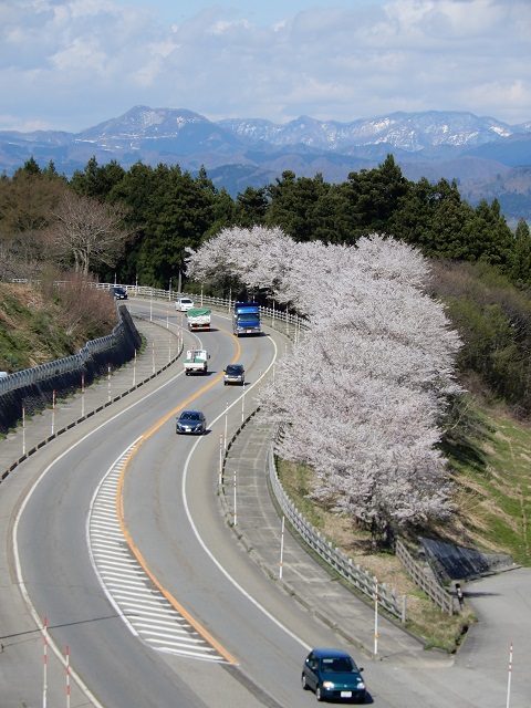 春を追い駆ける