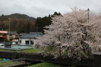 集落センターの桜