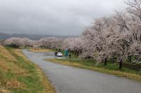 水辺の楽校の桜