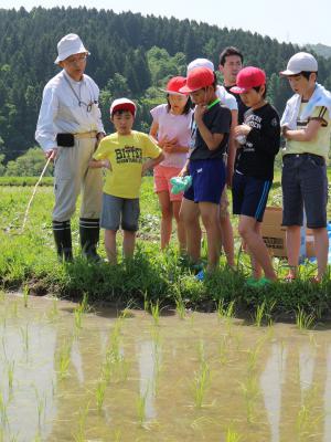 田んぼの生物観察