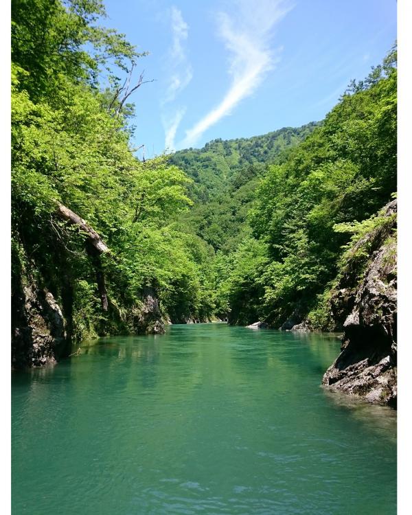 新緑の三面川