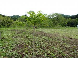 漆苗木植栽地の画像