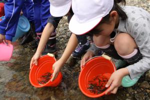 さけ稚魚放流