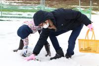 雪上赤かぶ収穫作業