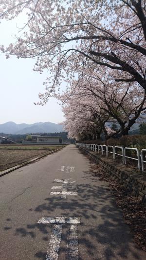 塩野町小学校の桜