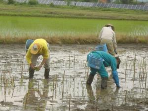 田植え