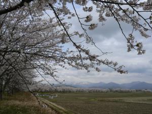 あさひの桜堤