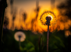 夕日に咲く花