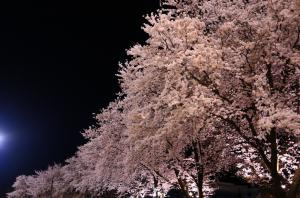 多目的グラウンドの桜