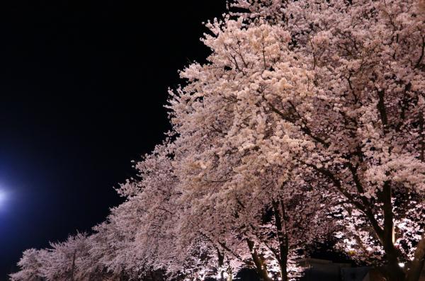 特別賞　多目的グラウンドの桜