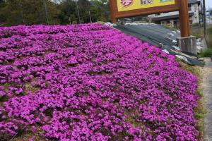 芝桜