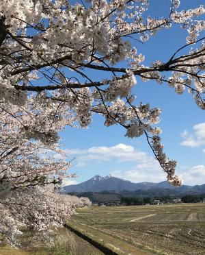 朝日 春景色