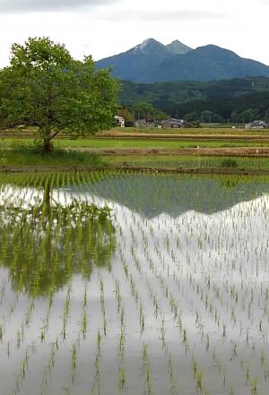 田に映えて