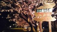 小出集落　桜のライトアップ
