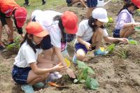 協力してくれた平林小学校4年生の児童の皆さん