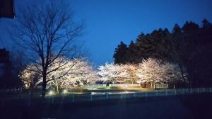 小出夜桜