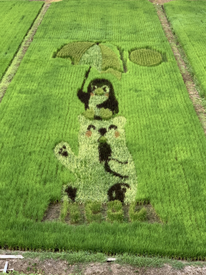 生育状況8月2日