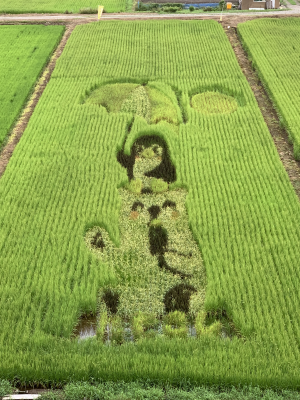 生育状況8月15日