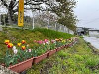 山田・岩野沢集落チューリップの球根植栽