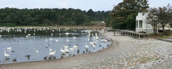 大池の全景