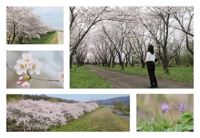 荒川堤防