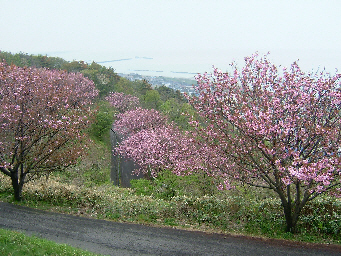 諸上寺公園1