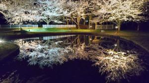 小出集落夜桜2