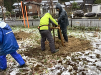 志田平桜②