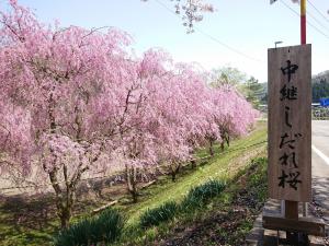 中継しだれさくら