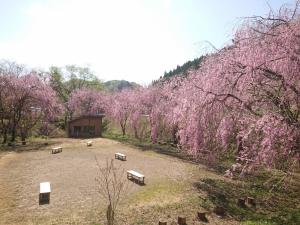 中継しだれさくら