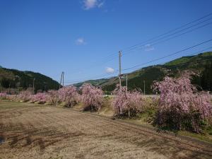 中継しだれさくら