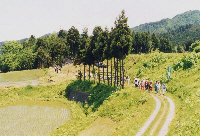 ハサ木の風景