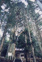白山神社の姥杉