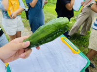 野菜3